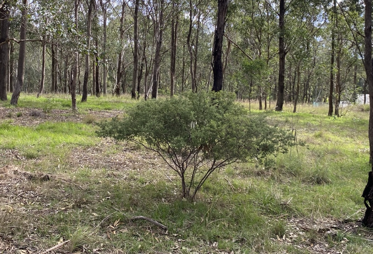 Bushland